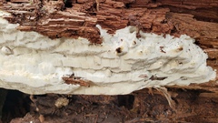 Antrodia heteromorpha