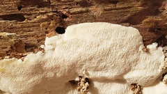 Antrodia heteromorpha