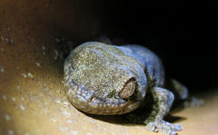 Homopholis walbergii