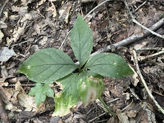 Arisaema quinatum