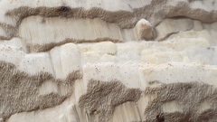 Antrodia heteromorpha