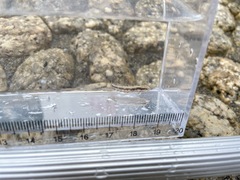 Petroscirtes breviceps