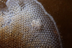 Corambe