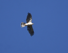 Accipiter striatus chionogaster