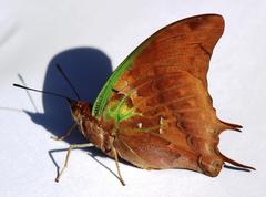 Charaxes candiope