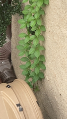 Parthenocissus quinquefolia