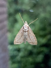 Udea lutealis