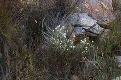 Achyranthemum paniculatum