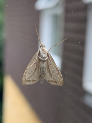 Udea lutealis