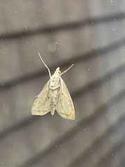 Udea lutealis