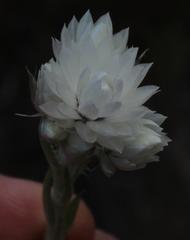 Achyranthemum paniculatum