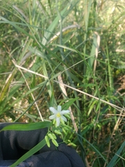 Geitonoplesium cymosum