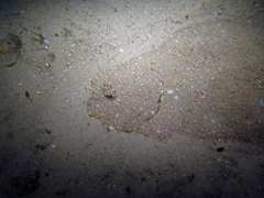 Pseudorhombus jenynsii