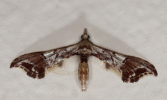 Euthrausta phoenicea