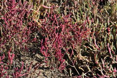 Salicornia meyeriana