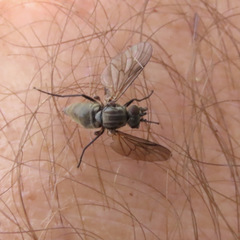 Symphoromyia