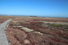 Salicornia meyeriana