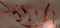 Salicornia meyeriana
