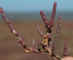 Salicornia meyeriana