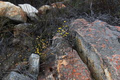 Aspalathus stenophylla