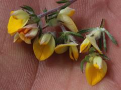 Aspalathus stenophylla