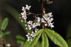 Zieria smithii