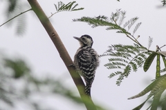Dendrocopos analis