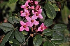 Boronia umbellata