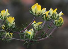 Aspalathus stenophylla