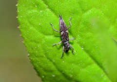 Euthyphasis