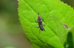 Euthyphasis