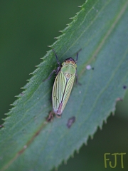 Chlorogonalia losoplanensis