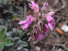 Indigofera mauritanica