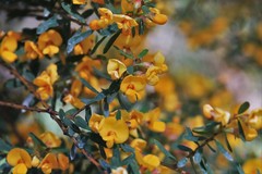 Pultenaea flexilis