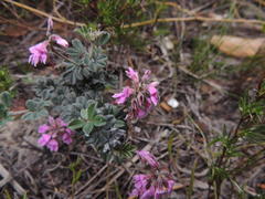 Indigofera mauritanica