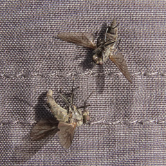 Symphoromyia