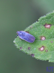 Bothrioceretta nigra