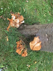 Inonotus cuticularis