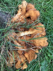 Inonotus cuticularis