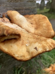 Inonotus cuticularis