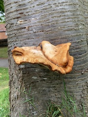 Inonotus cuticularis