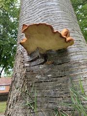 Inonotus cuticularis