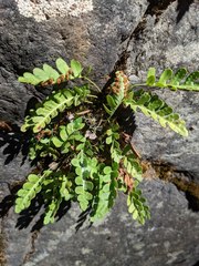 Polypodium amorphum