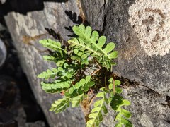 Polypodium amorphum
