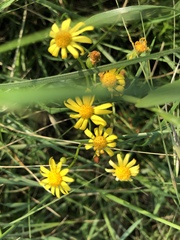 Senecio ampullaceus
