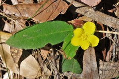 Hibbertia dentata