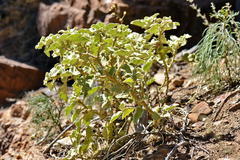 Solanum tomentosum tomentosum