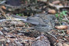 Junco hyemalis montanus