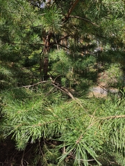 Pinus sylvestris