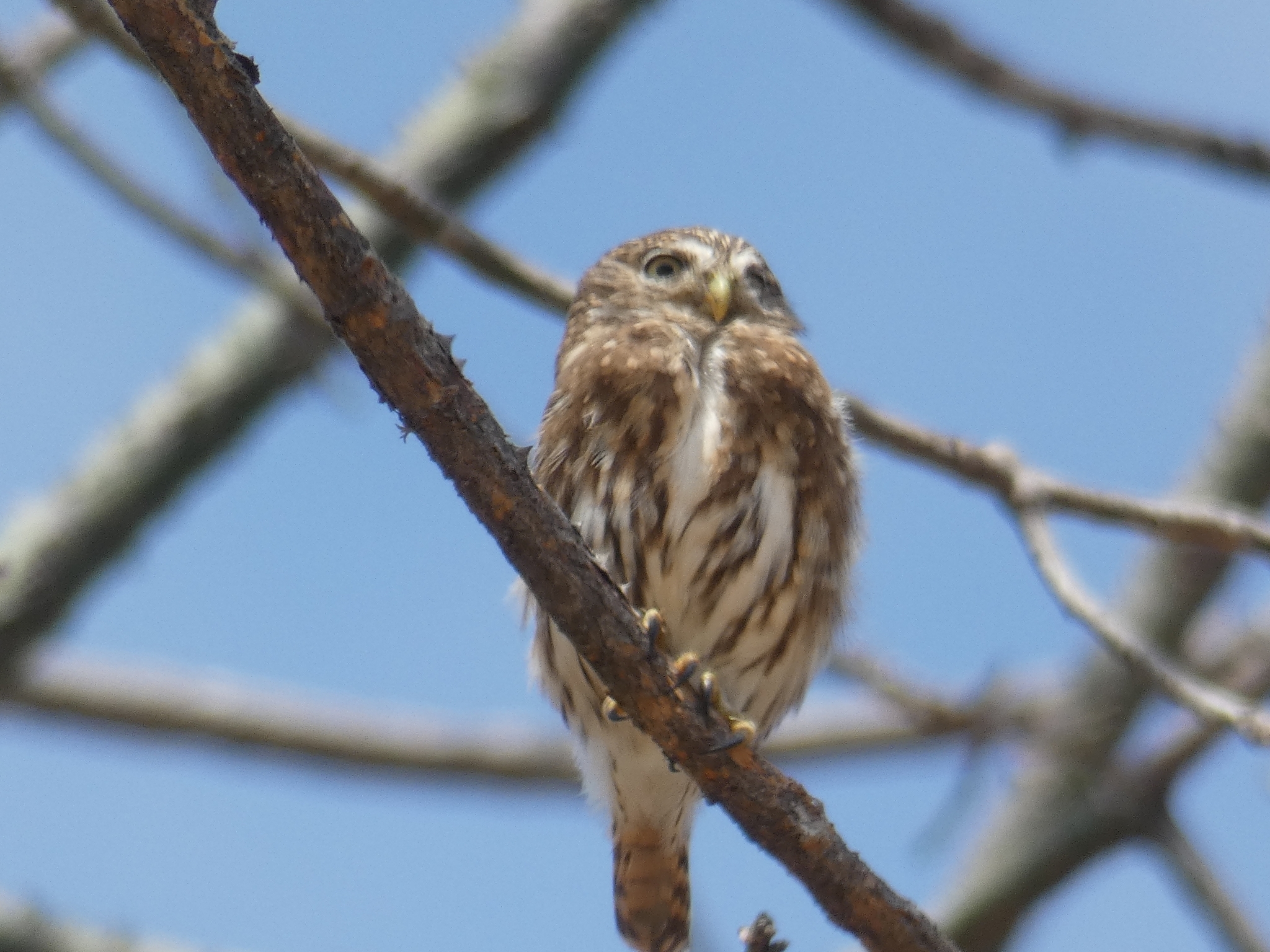 Glaucidium image